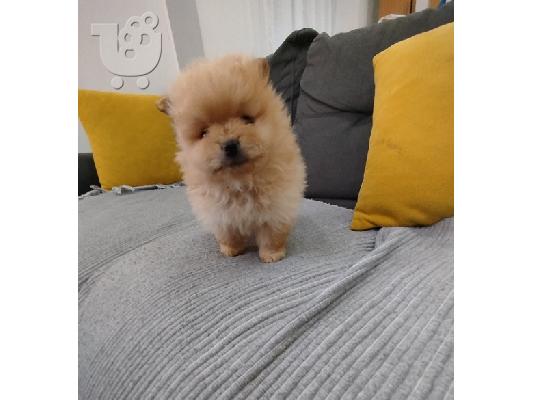 Όμορφα κουτάβια Pomeranian Spitz